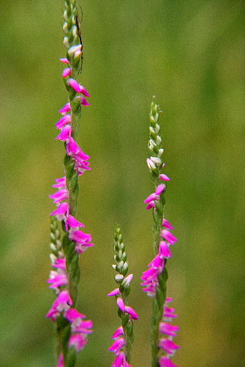 b0171185_1710525.jpg