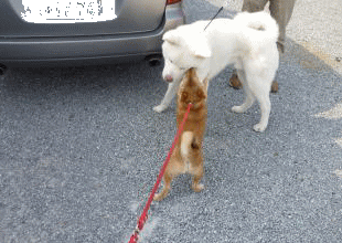 a0187087_22281676.gif