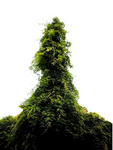 e0143690_1931339.png