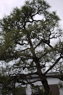 f0226293_925283.jpg