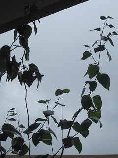 c0152002_17405615.jpg