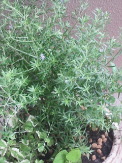 c0152002_17411919.jpg