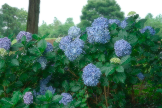 a0263109_14442121.jpg