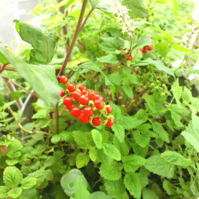 f0136723_12141787.jpg