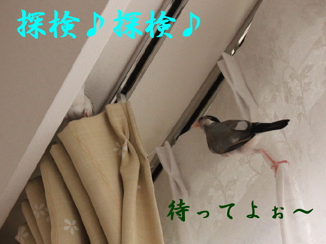 c0365734_20101327.jpg