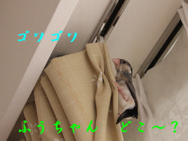 c0365734_20101549.jpg