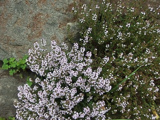 e0004756_21314038.jpg