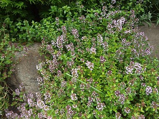 e0004756_21331410.jpg
