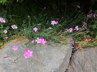 e0004756_21344196.jpg