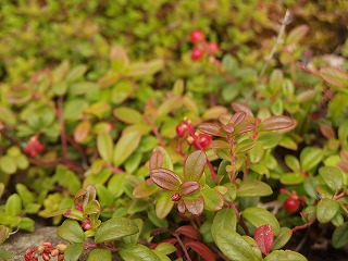 e0004756_21372323.jpg