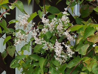 e0004756_21445933.jpg