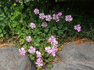e0004756_228160.jpg