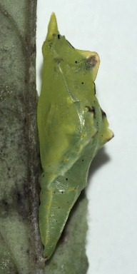 b0194593_22493135.jpg