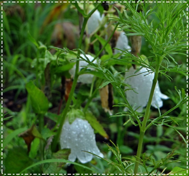 d0037233_10392303.jpg