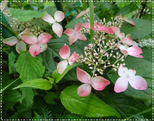 d0037233_10421630.jpg