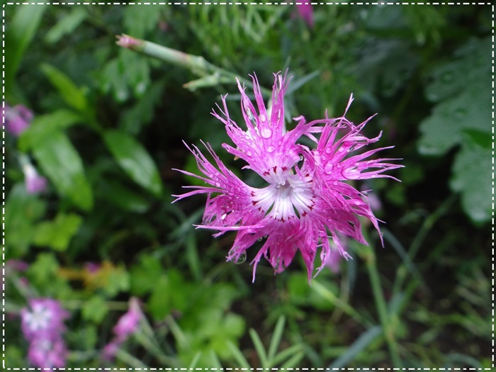 d0037233_10441260.jpg