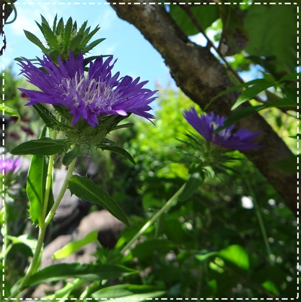 d0037233_10443331.jpg