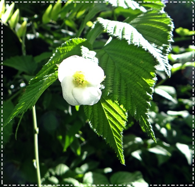 d0037233_10464526.jpg