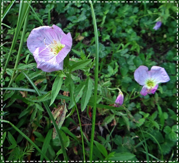 d0037233_10482537.jpg