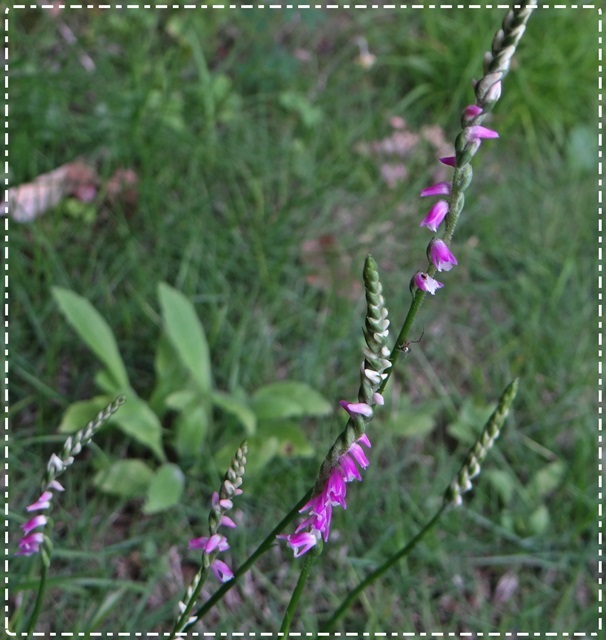 d0037233_10483826.jpg