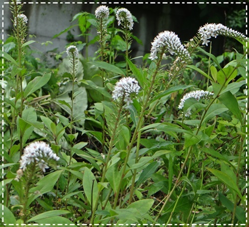 d0037233_10485753.jpg