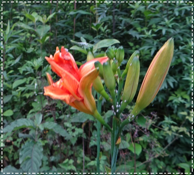 d0037233_10504124.jpg