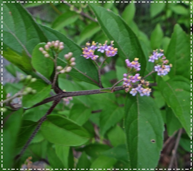 d0037233_10504918.jpg
