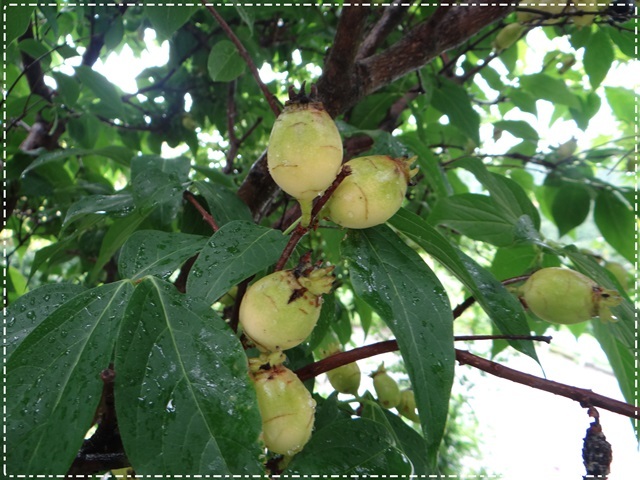 d0037233_10531332.jpg