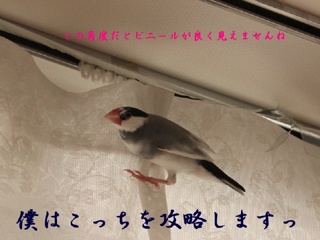c0365734_20133717.jpg