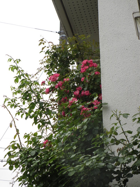 a0243064_1110415.jpg