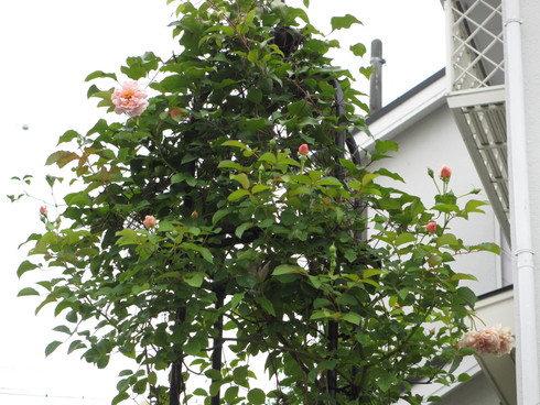 a0243064_1175721.jpg