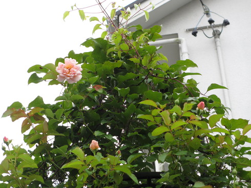 a0243064_1181378.jpg