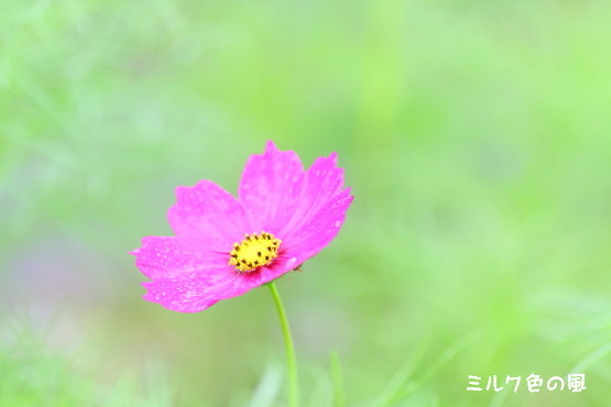 c0368870_16474143.jpg