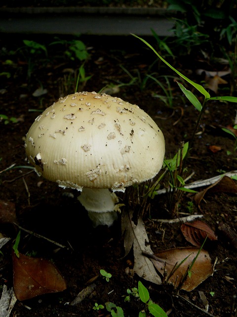 d0019074_721897.jpg