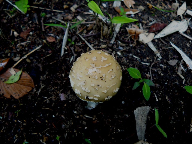 d0019074_725570.jpg