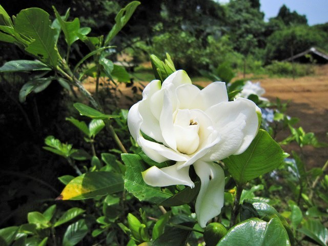 a0170390_20305147.jpg