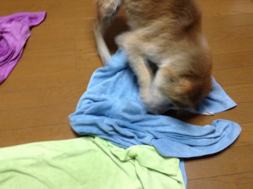 c0123890_232768.jpg