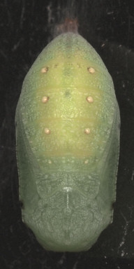 b0194593_1045087.jpg