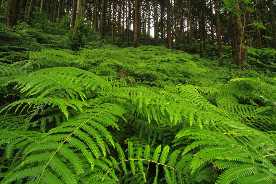 e0093903_2265677.jpg