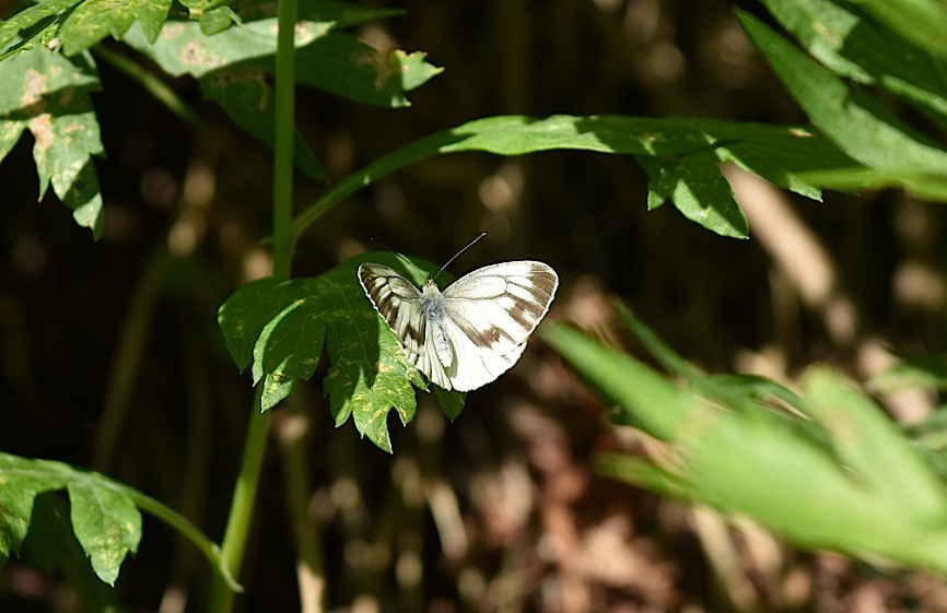 d0303129_332383.jpg