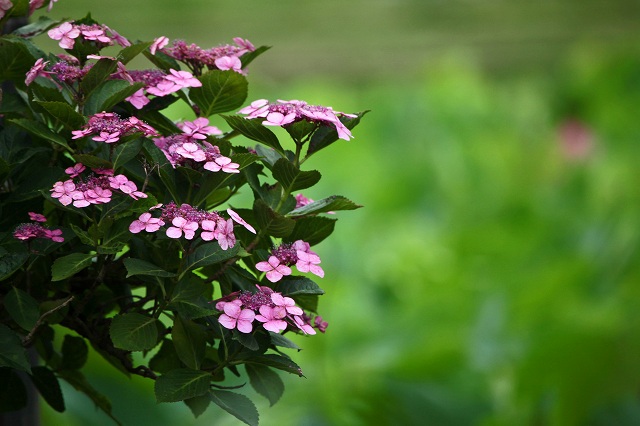 a0242438_19155418.jpg