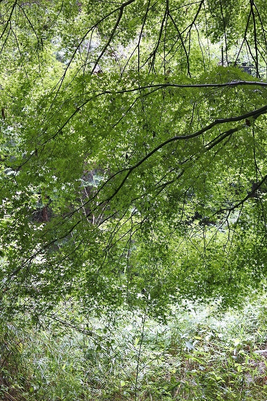e0024081_16453640.jpg