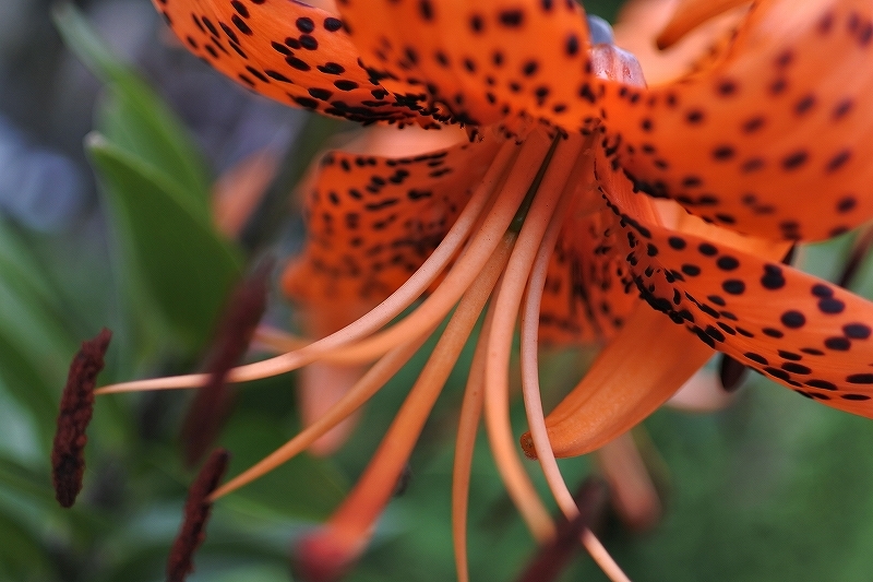 e0024081_16510800.jpg