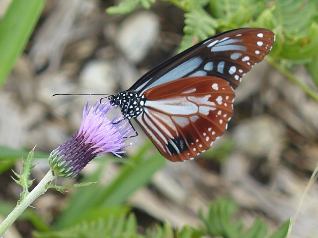 f0357487_1605352.jpg