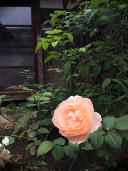 d0077603_1220221.jpg