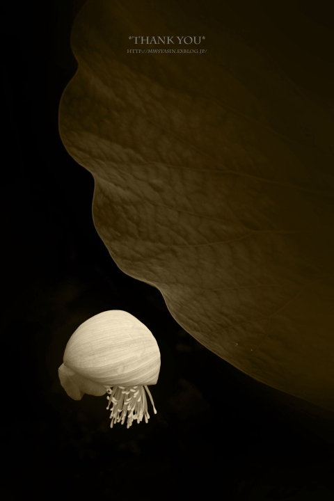 c0211922_11585217.jpg