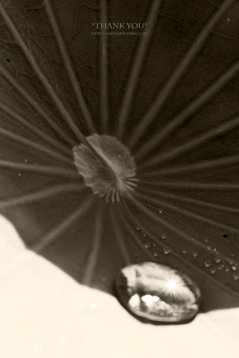 c0211922_11595517.jpg