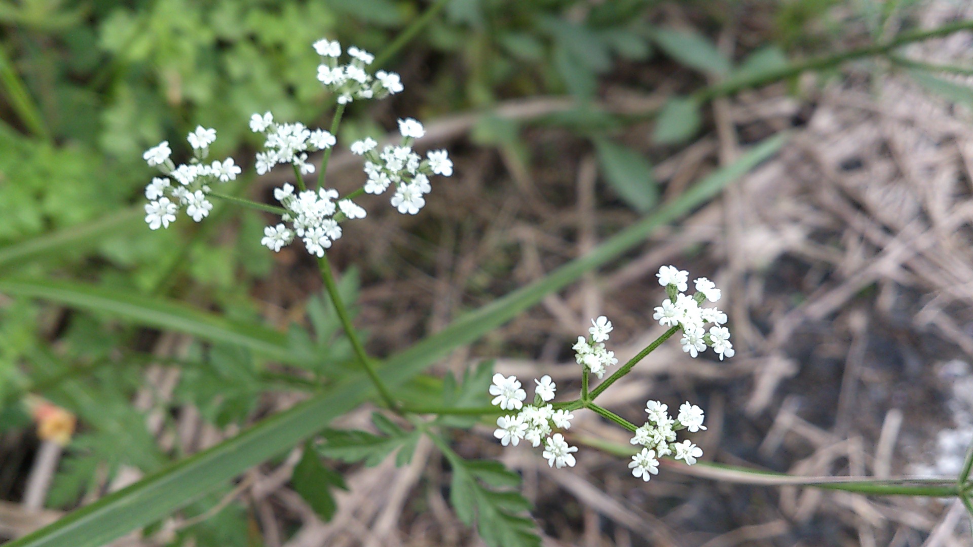e0305733_521695.jpg