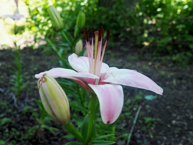 c0183777_7492147.jpg