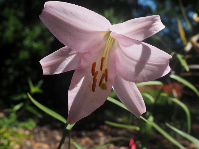 c0183777_8245344.jpg